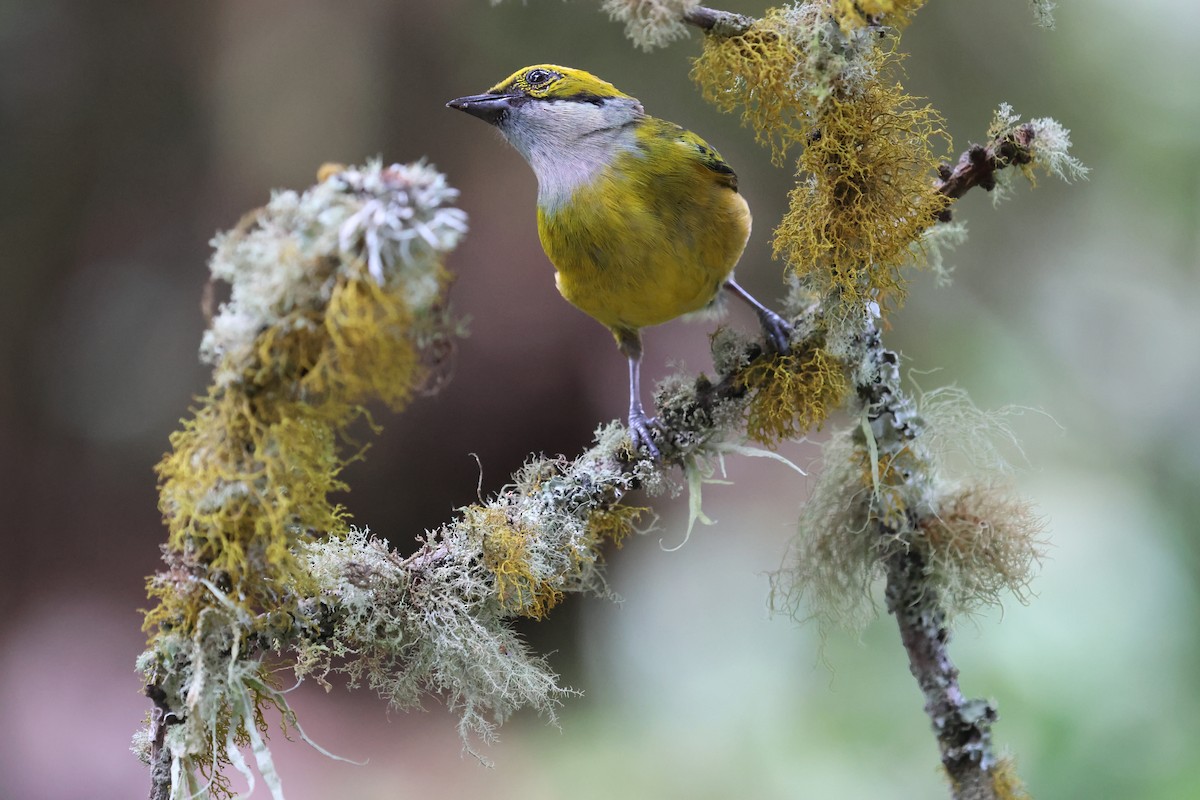 Silver-throated Tanager - ML622139087