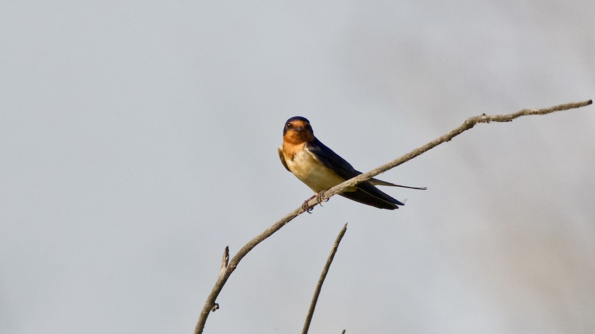 Enara arrunta (erythrogaster) - ML622139090