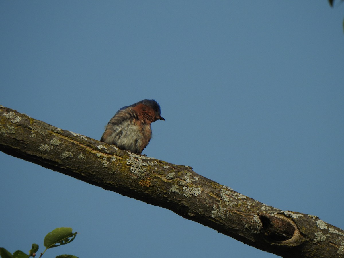 Eastern Bluebird - ML622139091