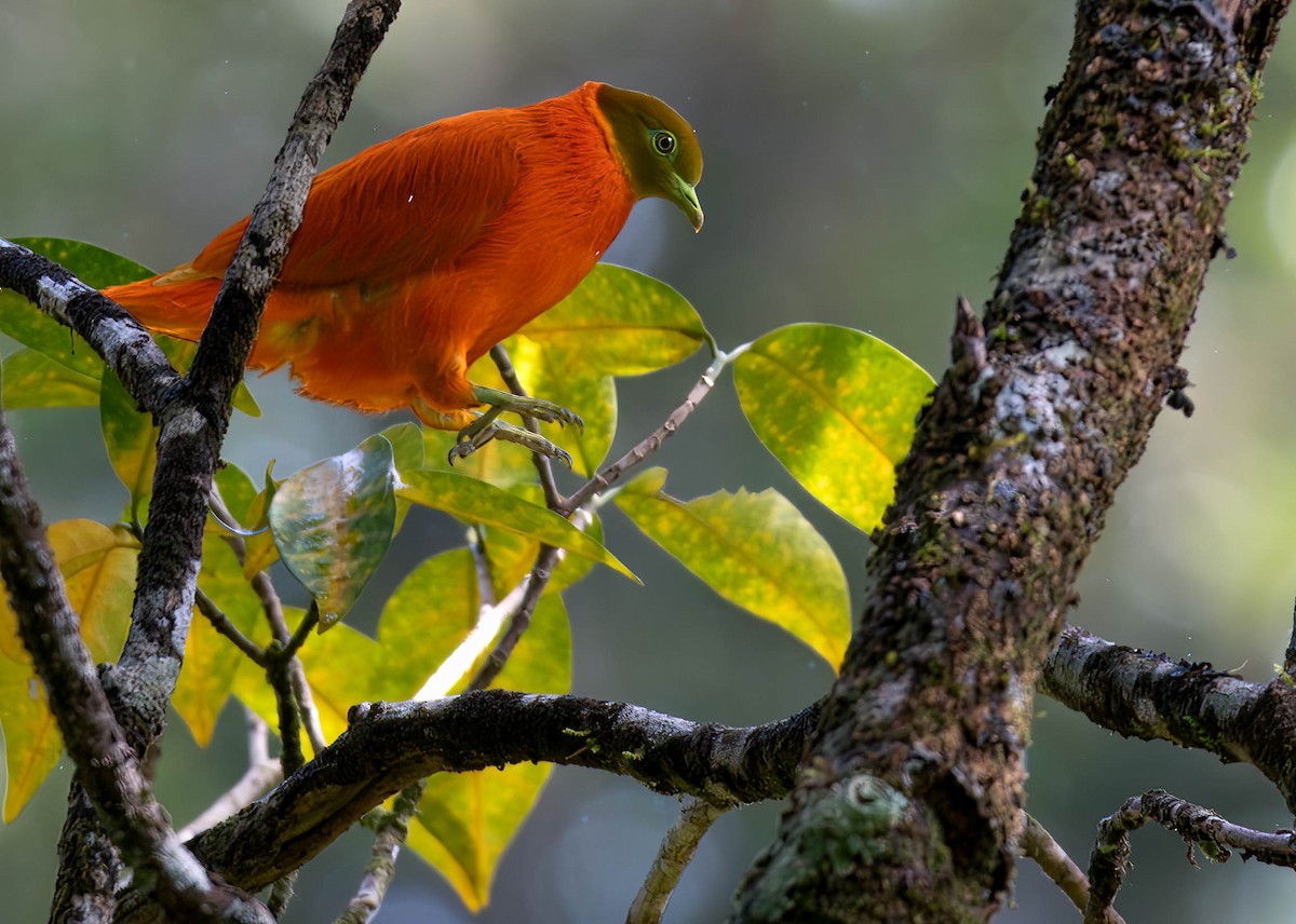 Orange Dove - ML622139094