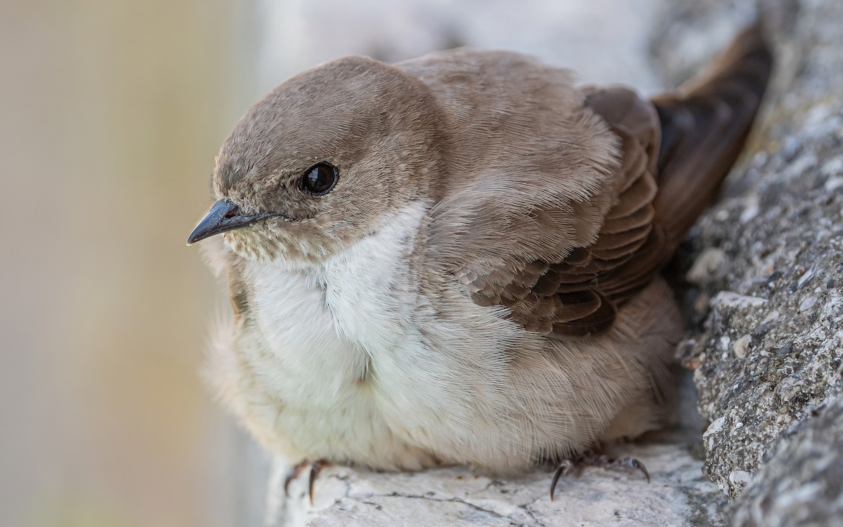 Eurasian Crag-Martin - Wouter Van Gasse