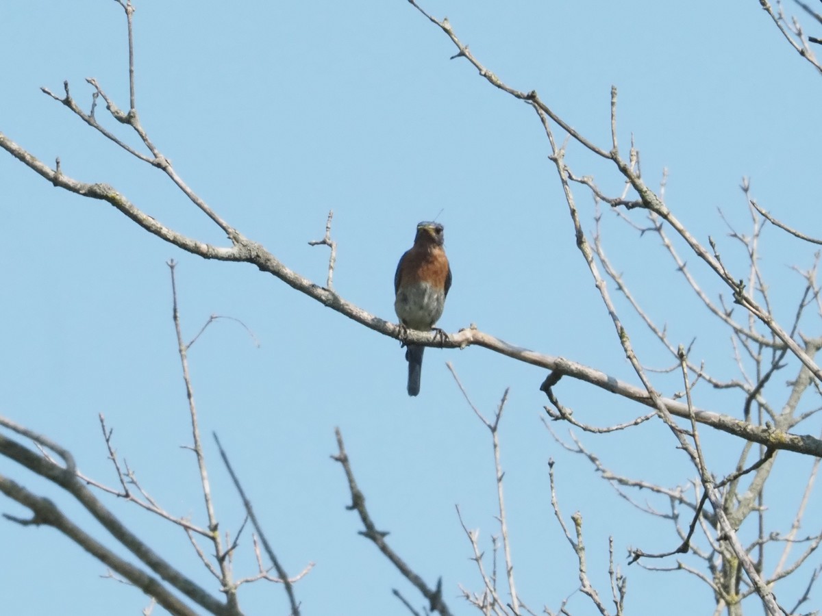 Eastern Bluebird - ML622139099