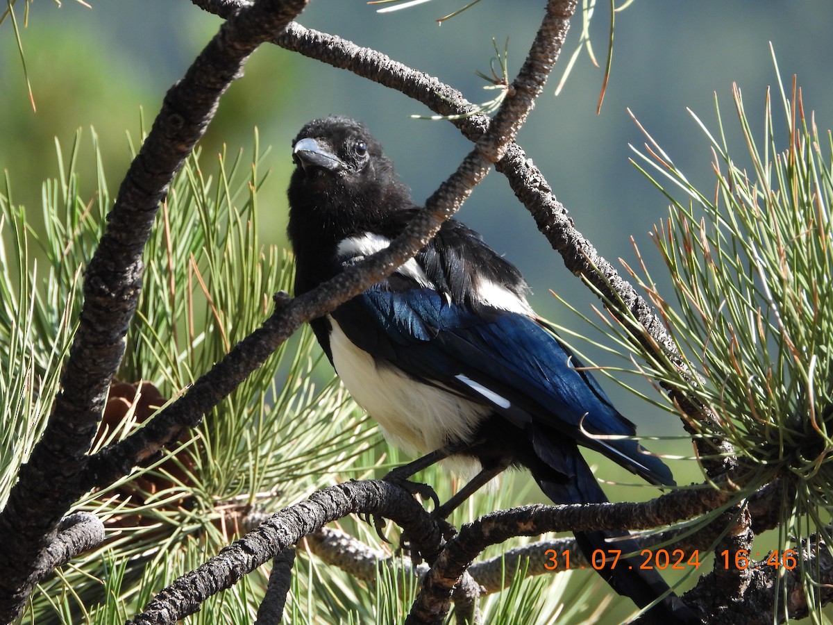 Black-billed Magpie - ML622139103