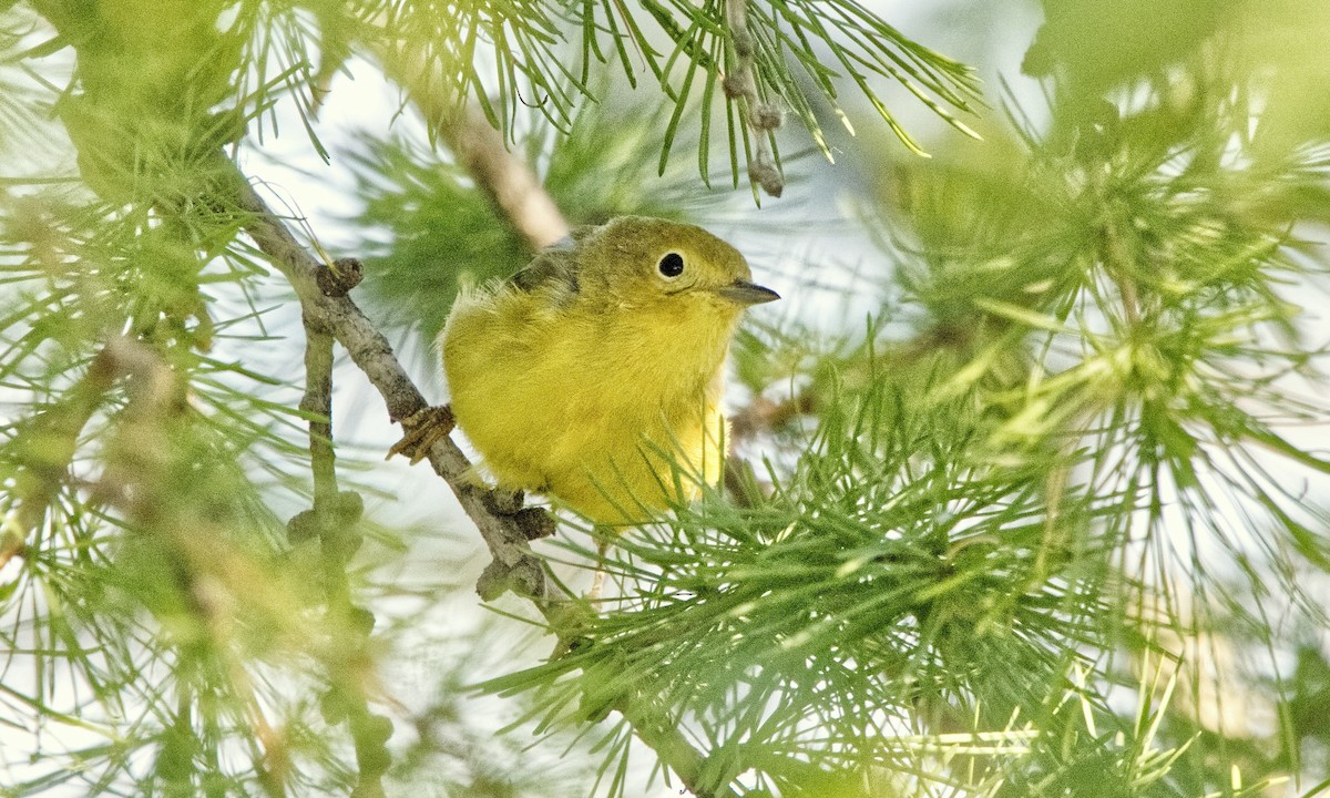 Yellow Warbler (Northern) - ML622139104