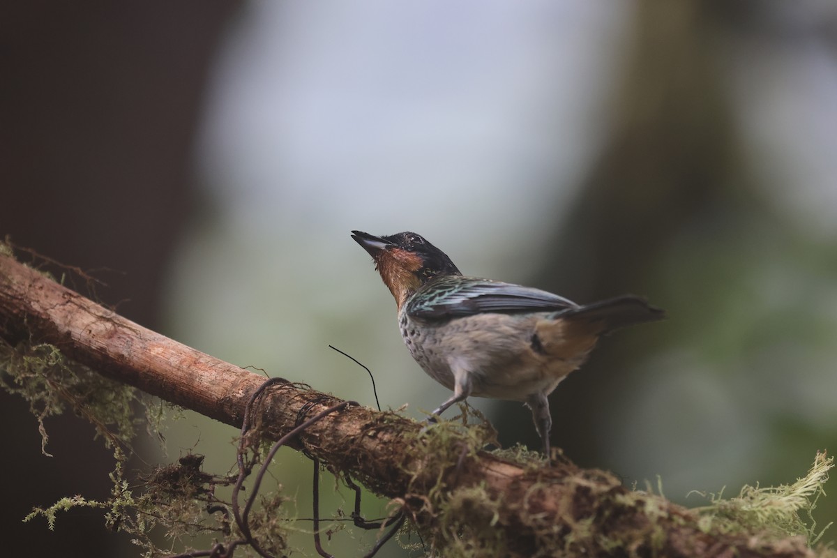 Rufous-throated Tanager - ML622139105