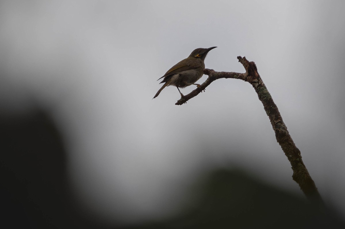 Northern Wattled-Honeyeater - Henry Witsken