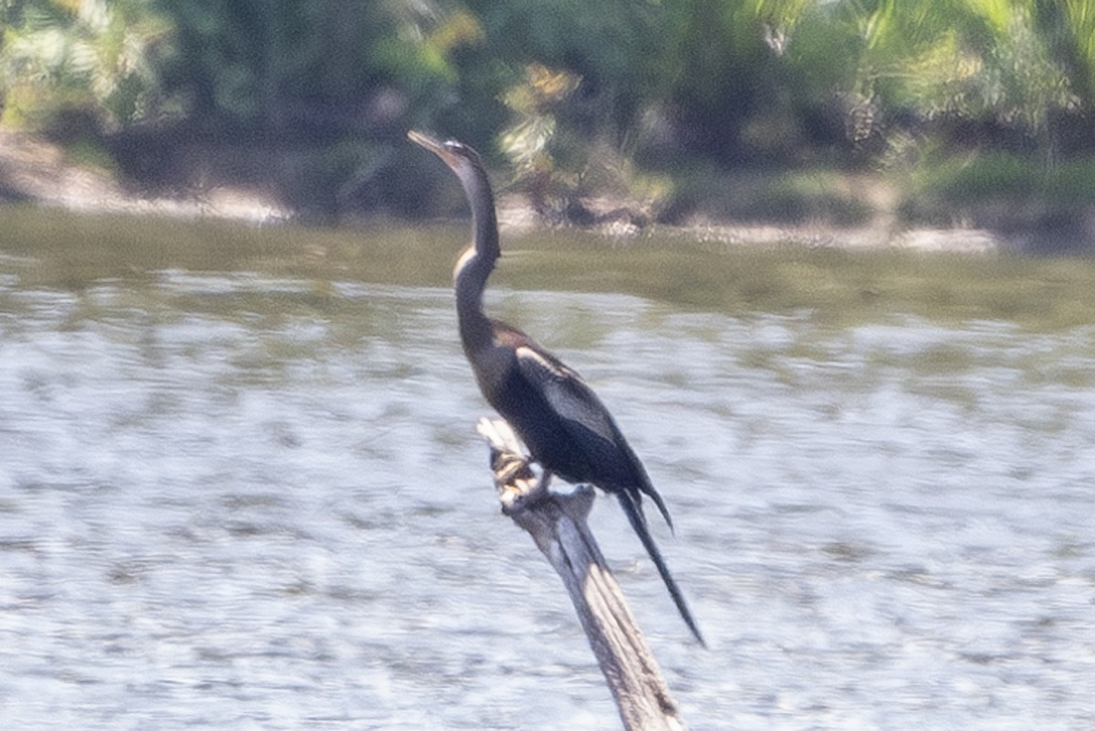 Anhinga - ML622139110