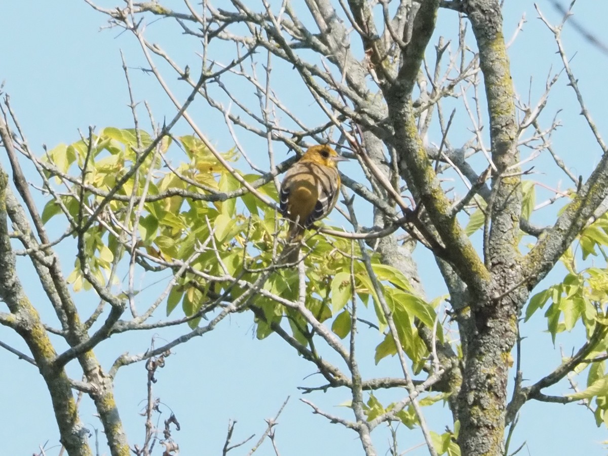 Baltimore Oriole - ML622139112