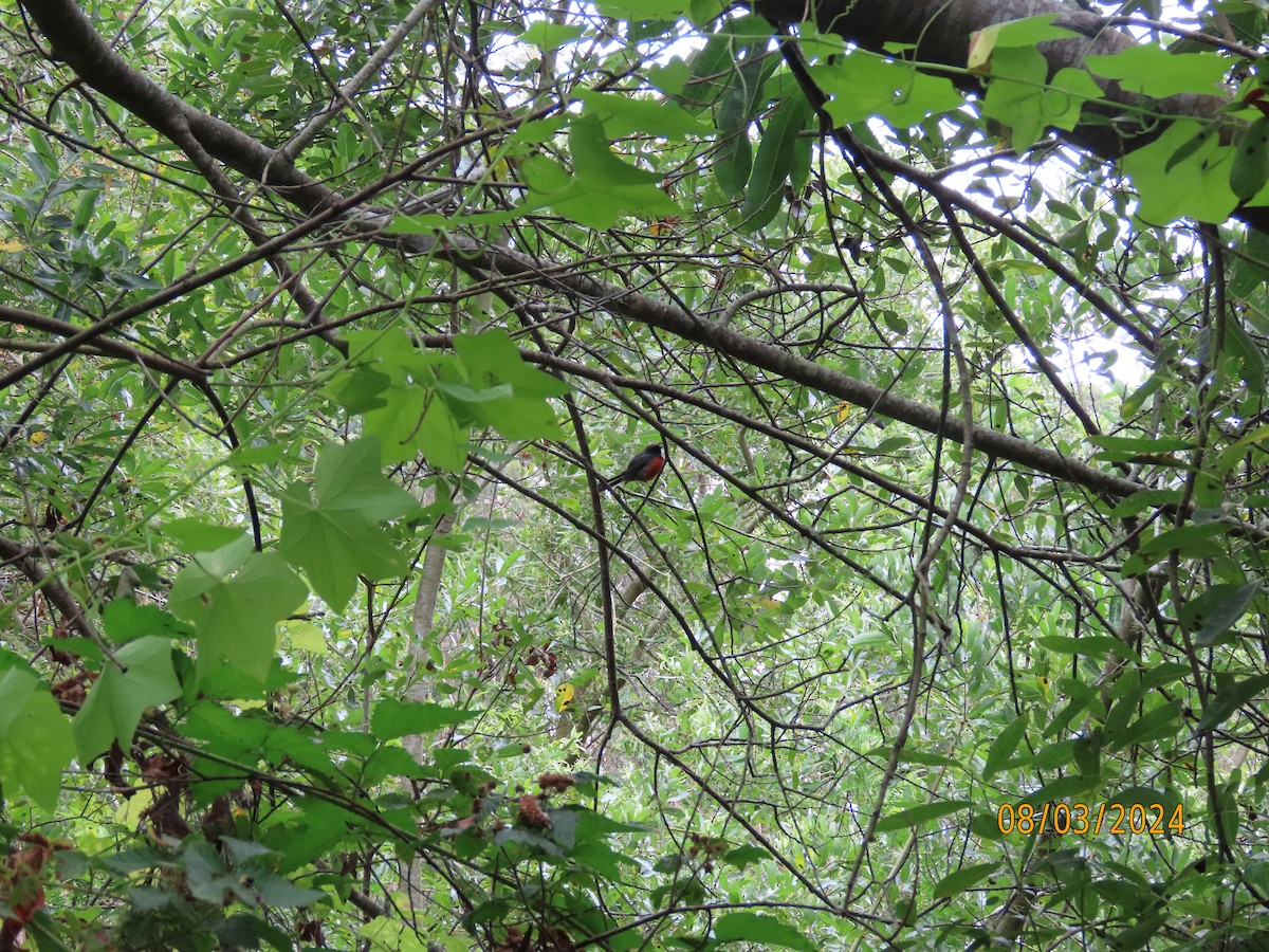 Slate-throated Redstart - ML622139114