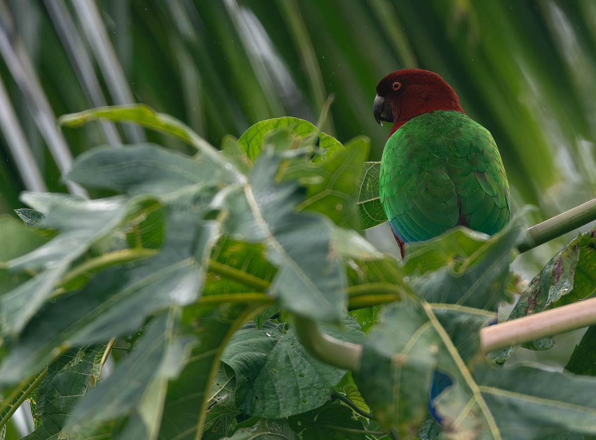 Red Shining-Parrot - ML622139116