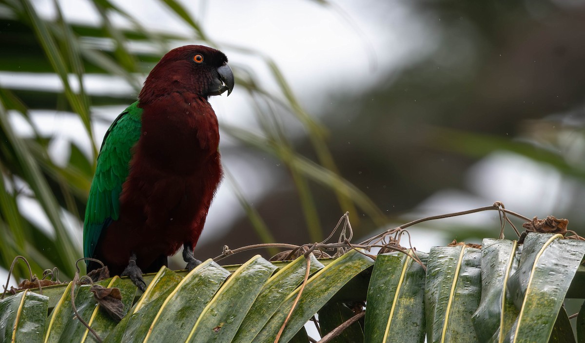 Red Shining-Parrot - ML622139118