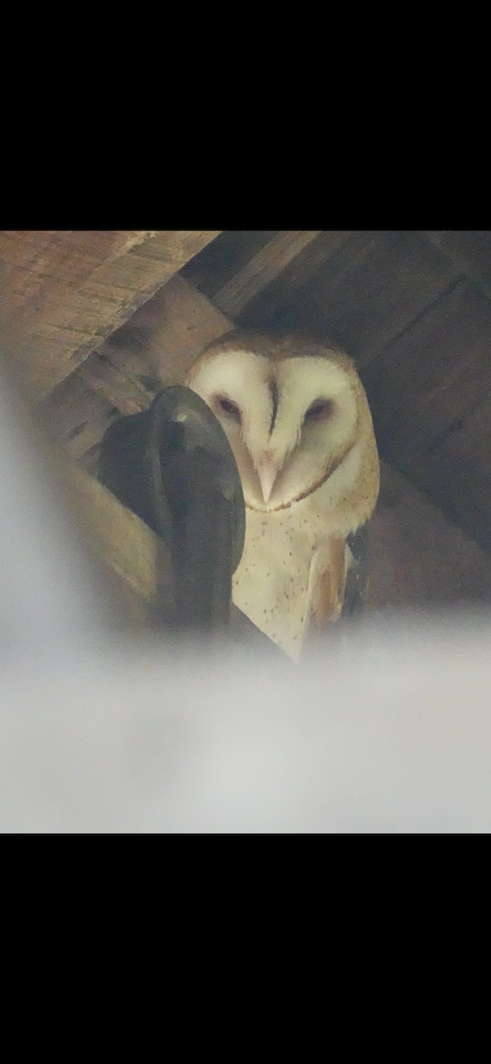 Barn Owl - ML622139123