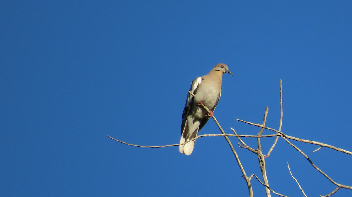 White-winged Dove - ML622139124