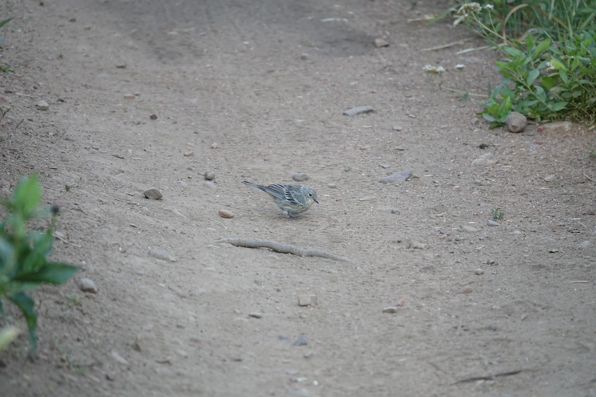 Yellow-rumped Warbler - ML622139127