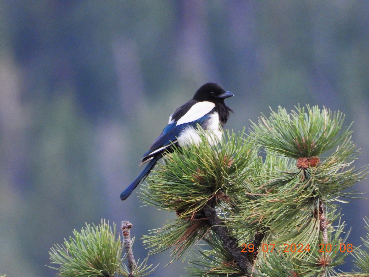 Black-billed Magpie - ML622139129