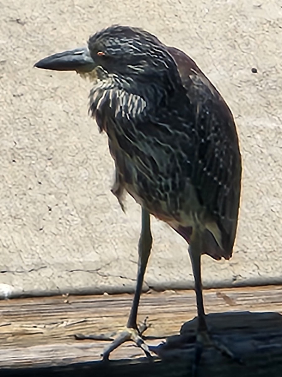 Yellow-crowned Night Heron - ML622139148