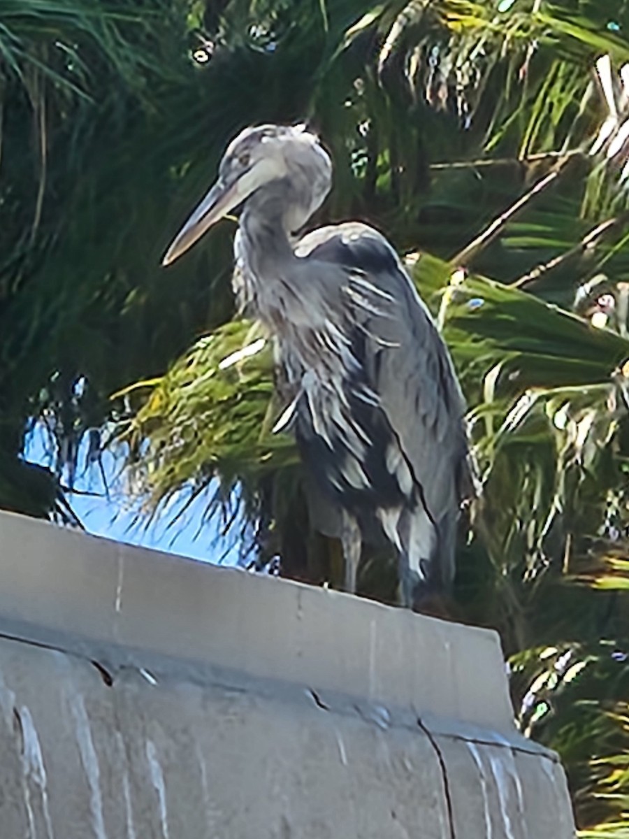 Great Blue Heron - ML622139153