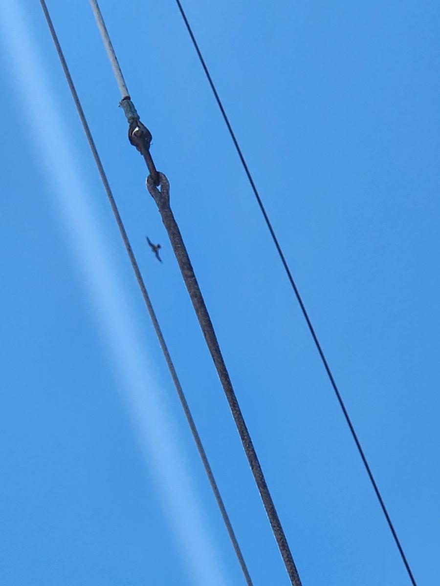 Peregrine Falcon - Cheryl Stavana