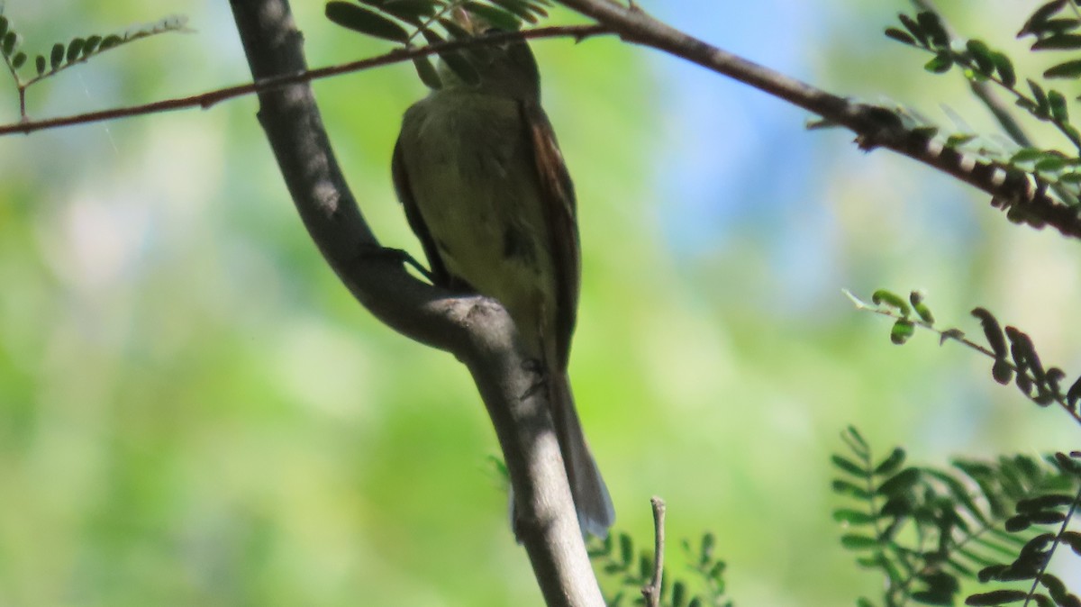 Western Flycatcher - ML622139172