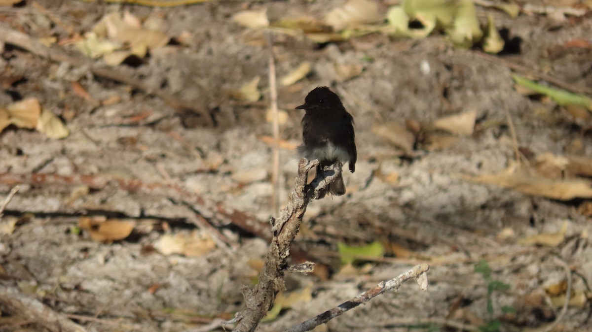 Black Phoebe - ML622139177