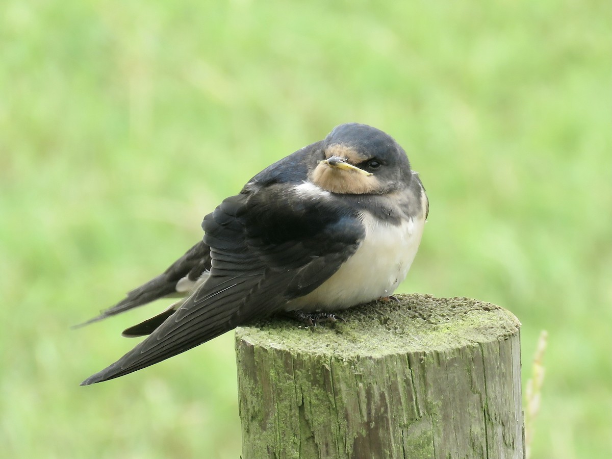 Barn Swallow - Simon Pearce