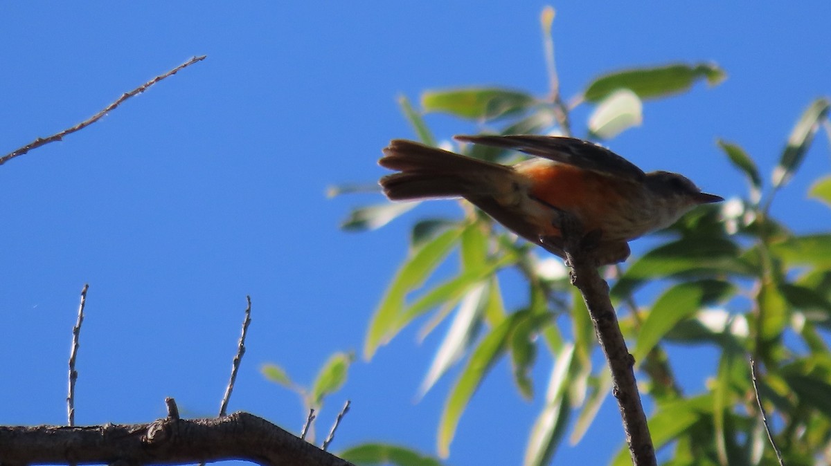 Vermilion Flycatcher - ML622139186