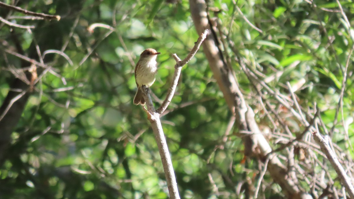 Vermilion Flycatcher - ML622139187