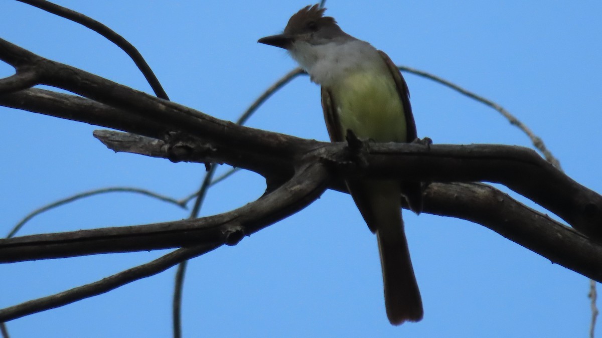 Brown-crested Flycatcher - Anne (Webster) Leight