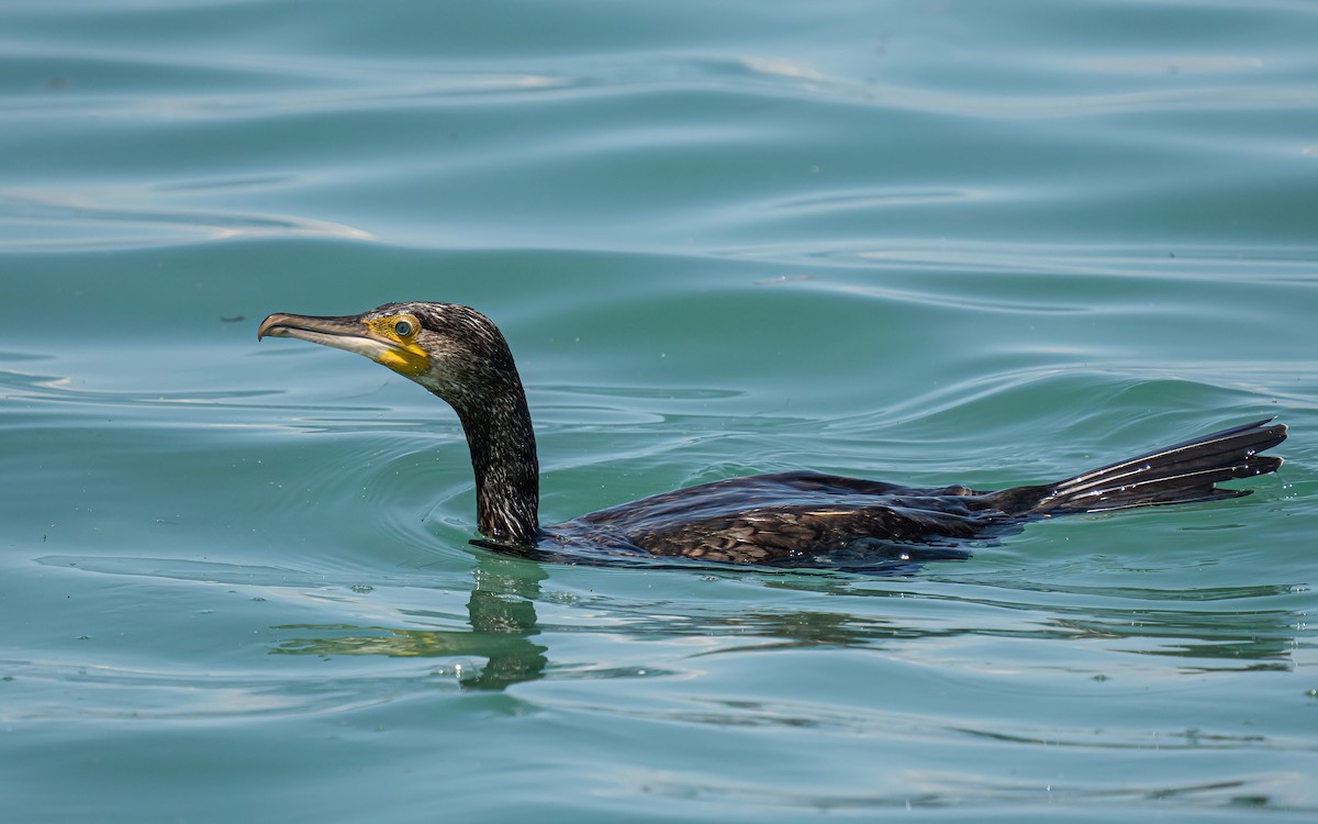 Great Cormorant (Eurasian) - Wouter Van Gasse