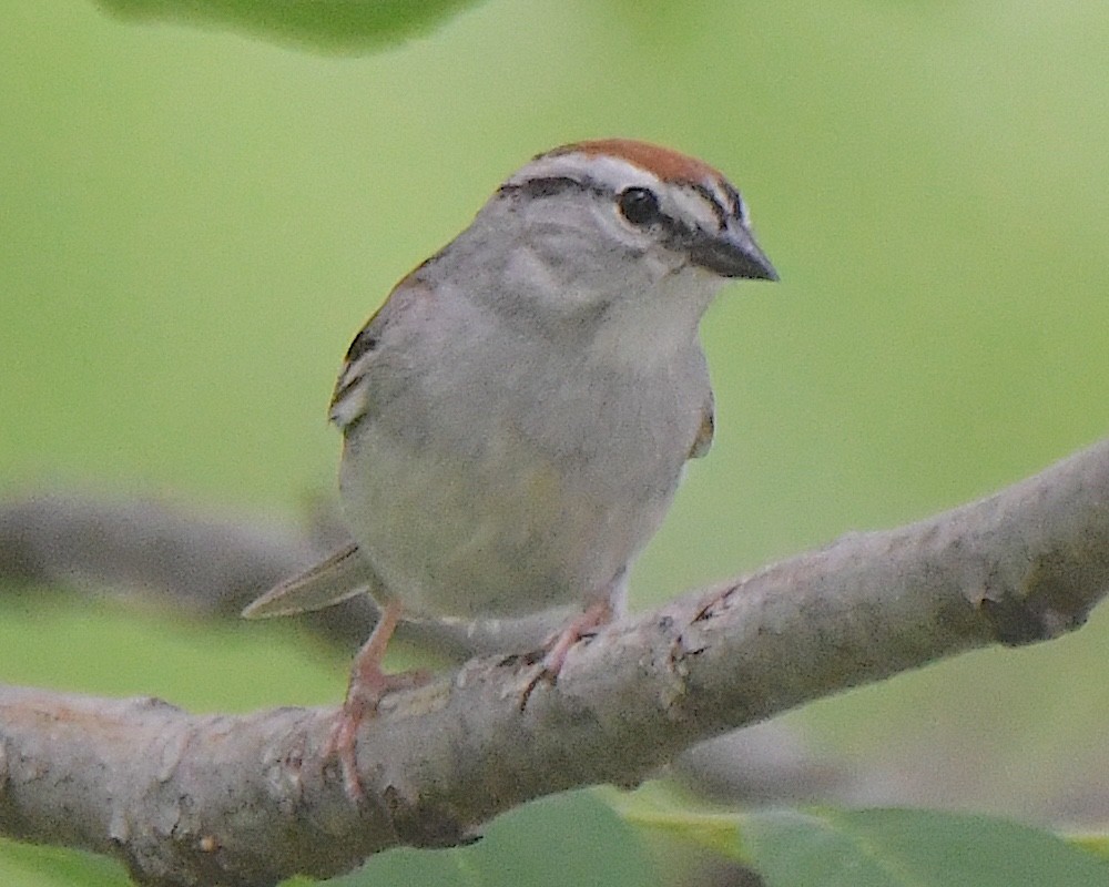 Chipping Sparrow - ML622139243