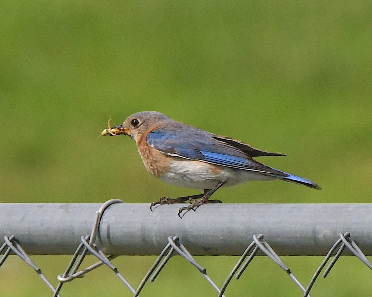 Eastern Bluebird - ML622139303