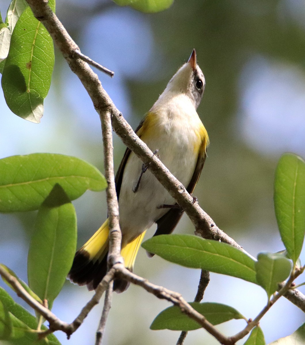 American Redstart - Jackie Richards