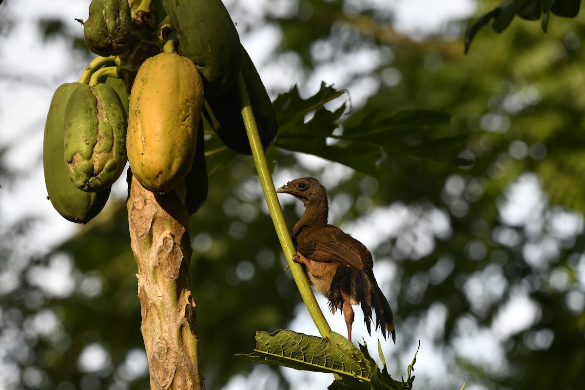 Plain Chachalaca - ML622139473