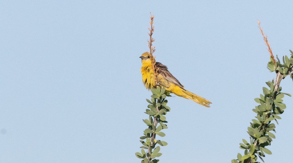 Oriole masqué - ML622139478