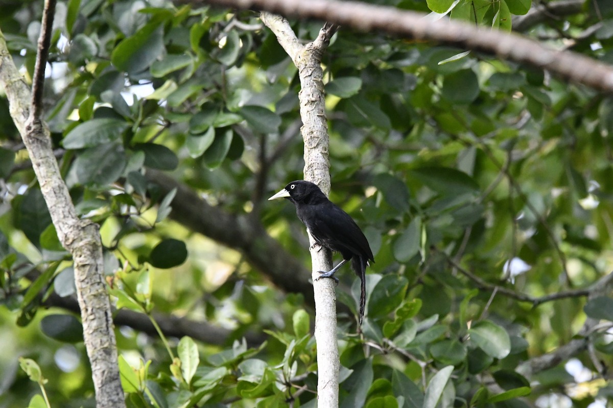 Yellow-billed Cacique - ML622139494
