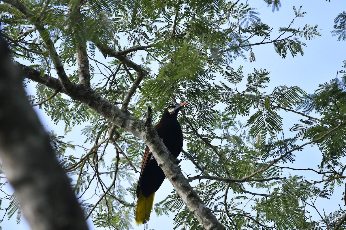 Montezuma Oropendola - ML622139495