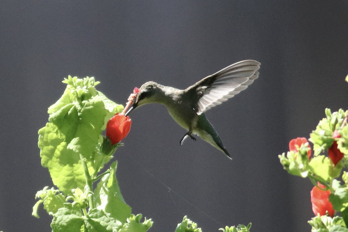 Colibri à gorge rubis ou C. à gorge noire - ML622139498