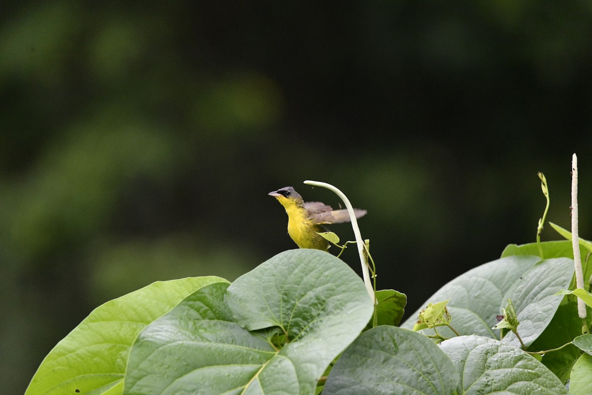Gray-crowned Yellowthroat - ML622139509