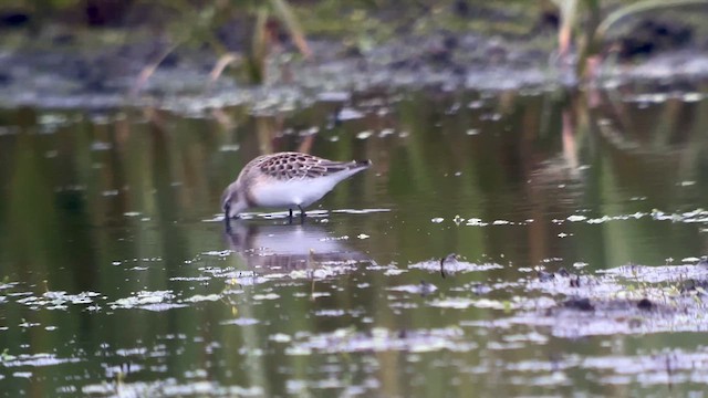 Red-necked Stint - ML622139513