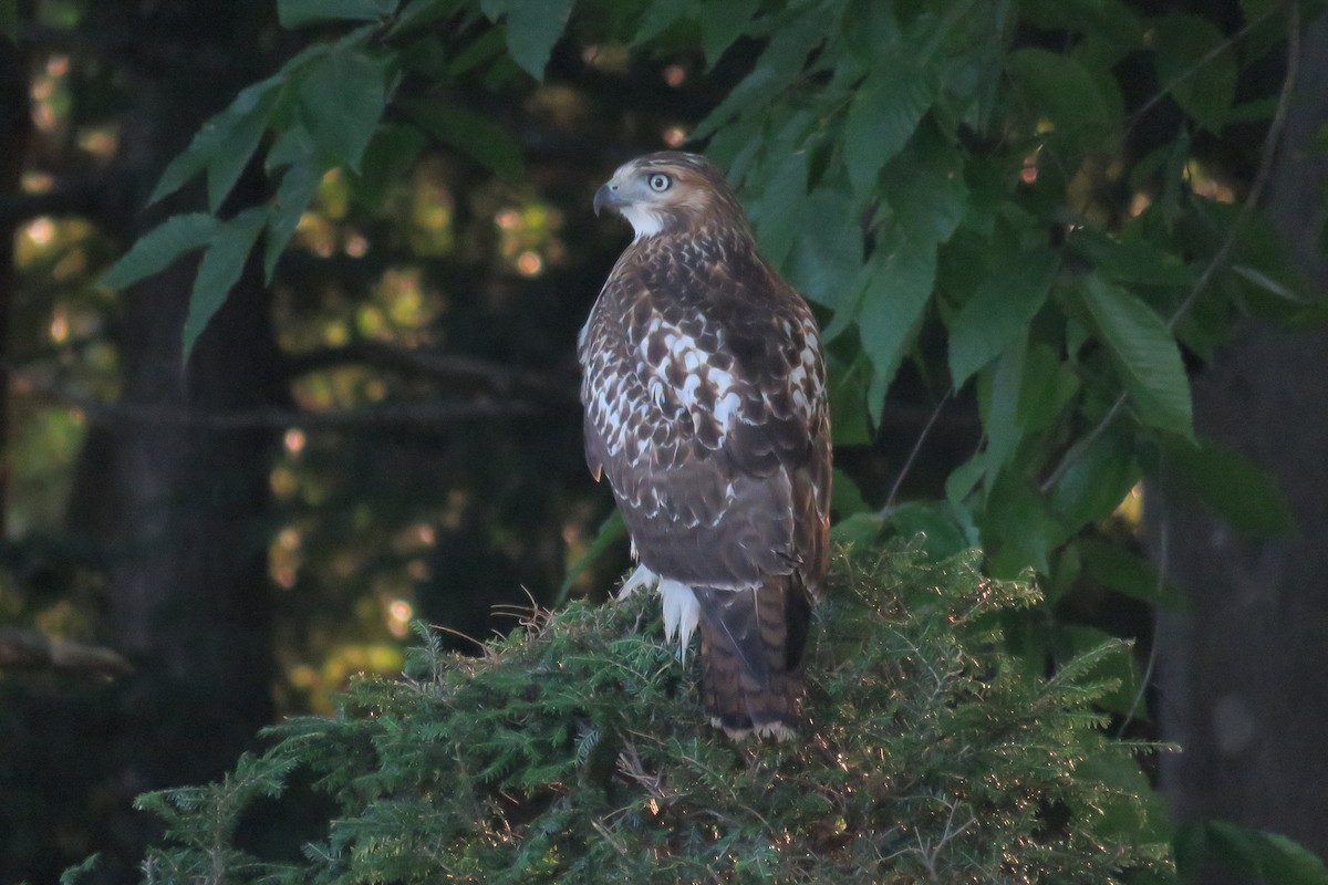 Red-tailed Hawk - Josh Fecteau