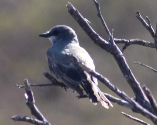 Cassin's Kingbird - ML622139560