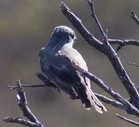 Cassin's Kingbird - ML622139561