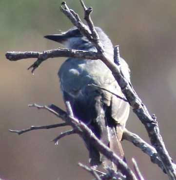 Cassin's Kingbird - ML622139562