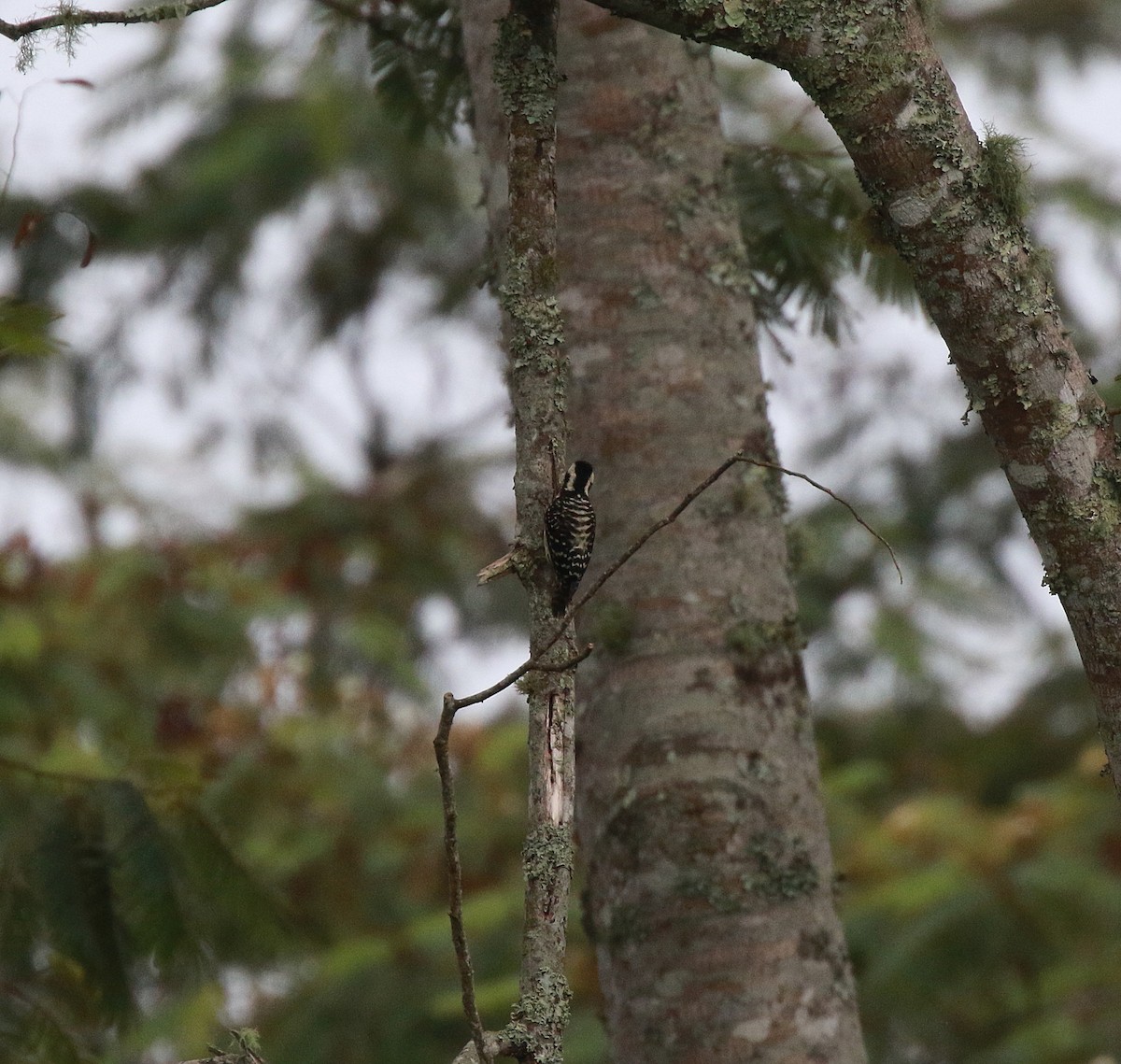 Philippine Pygmy Woodpecker - ML622139584