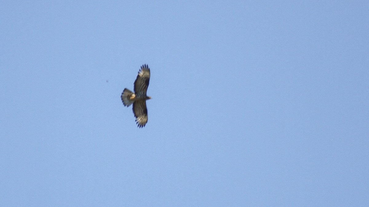 European Honey-buzzard - Fikret Can