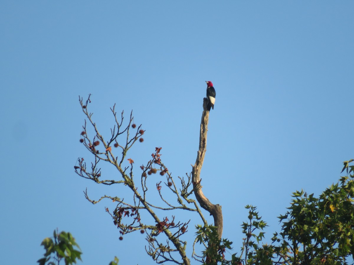 Red-headed Woodpecker - Keith Jahoda