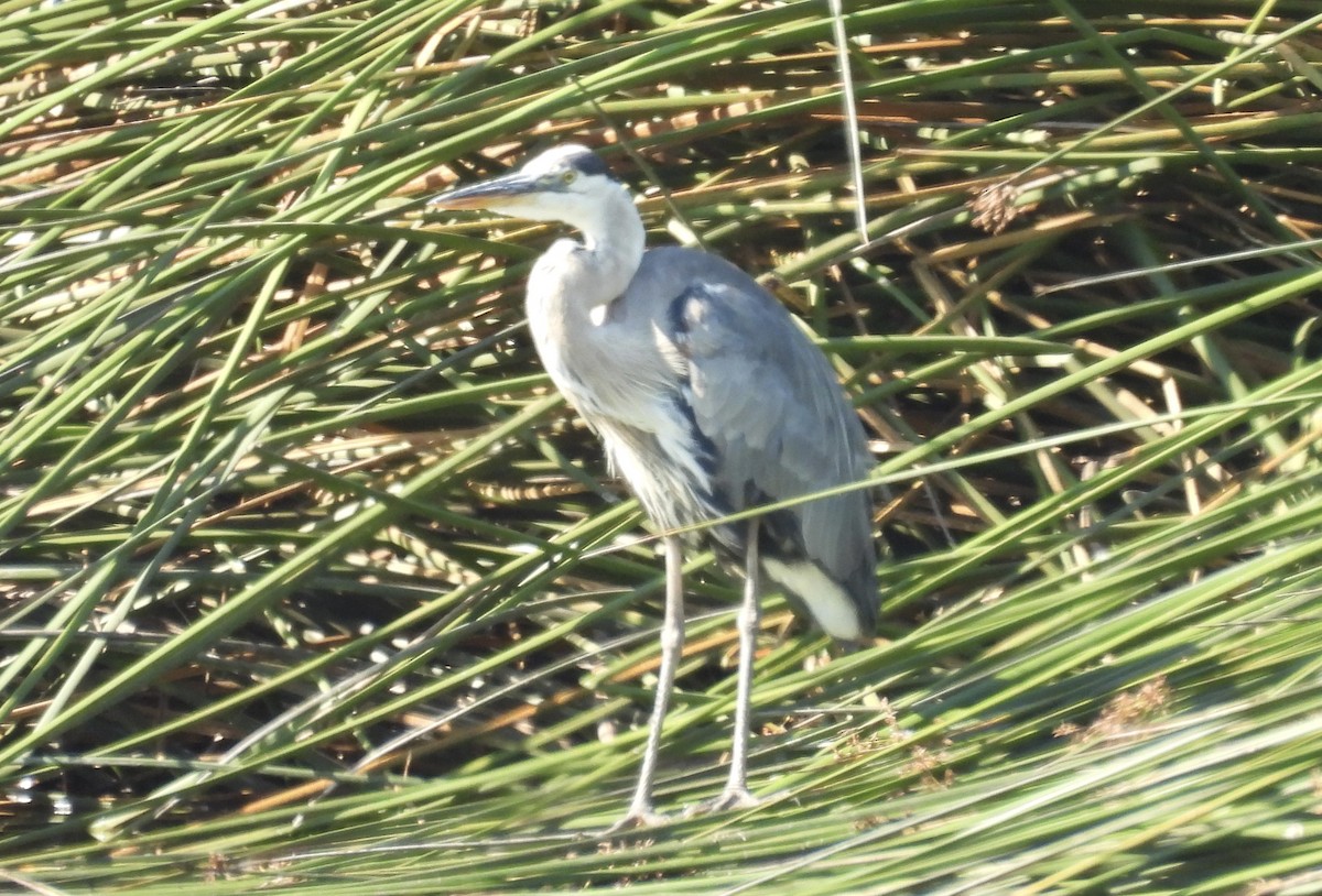 Great Blue Heron - Nick & Jane