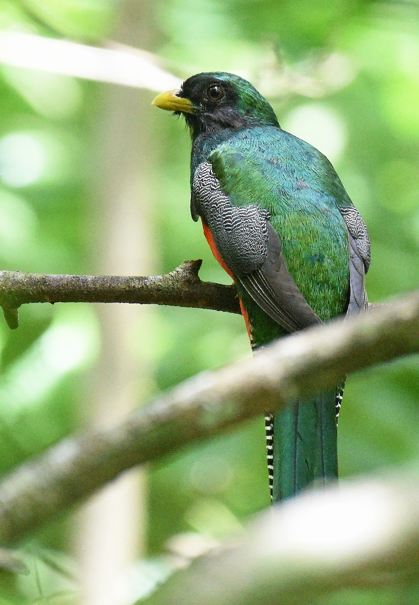 båndtrogon - ML622139617