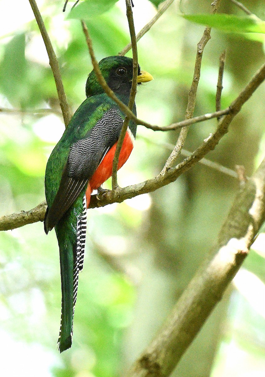 Collared Trogon - Steven Mlodinow