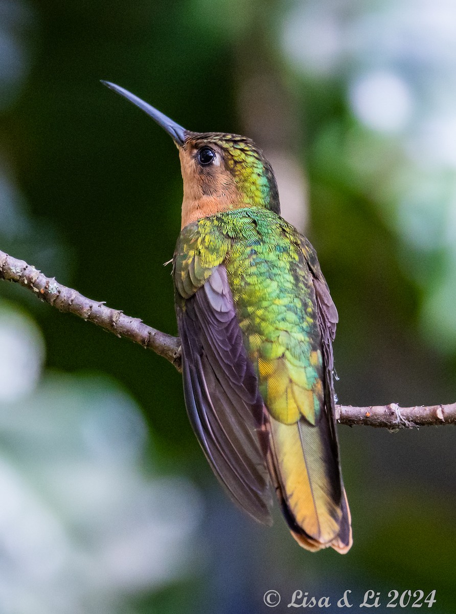 kolibřík pestroocasý - ML622139641